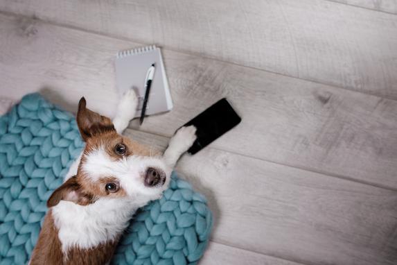 Dog and phone