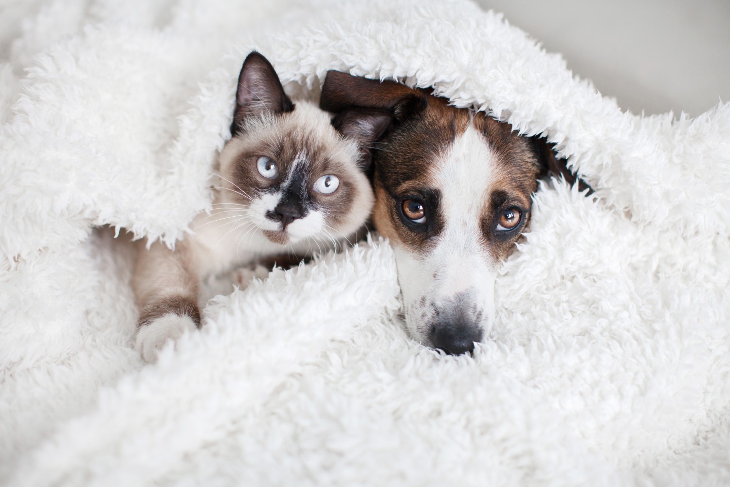 Dog and Cat snuggling