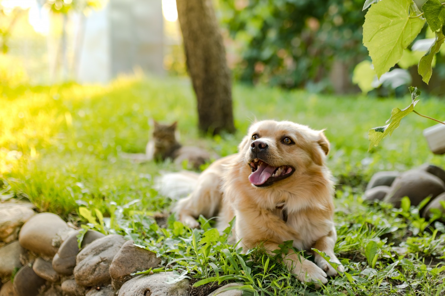 Dog looking out in grass