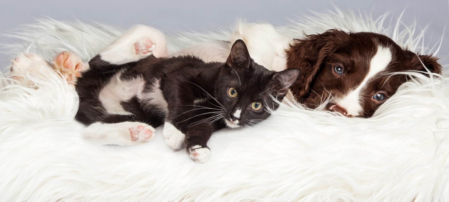 Dog and cat snuggling in blankets