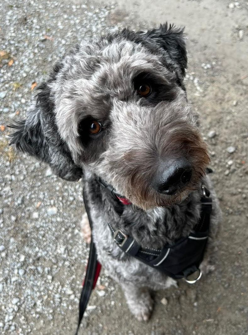 North Toronto Gray Poodle Mix