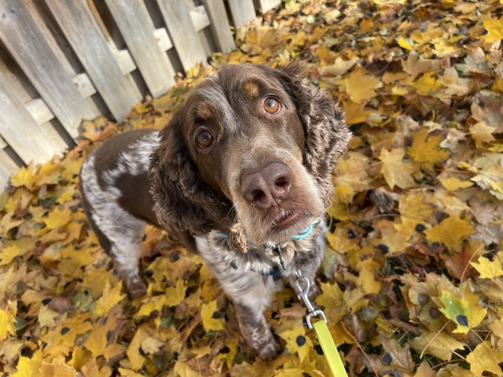 Spaniel in leaves