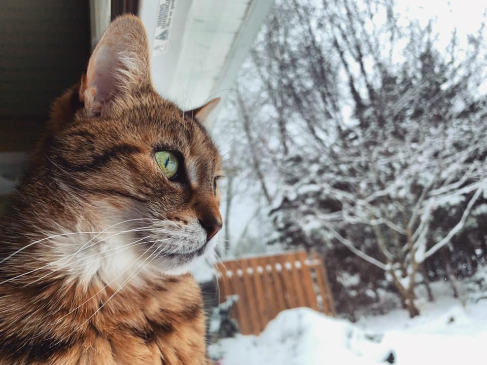 Cat looking out window at snow