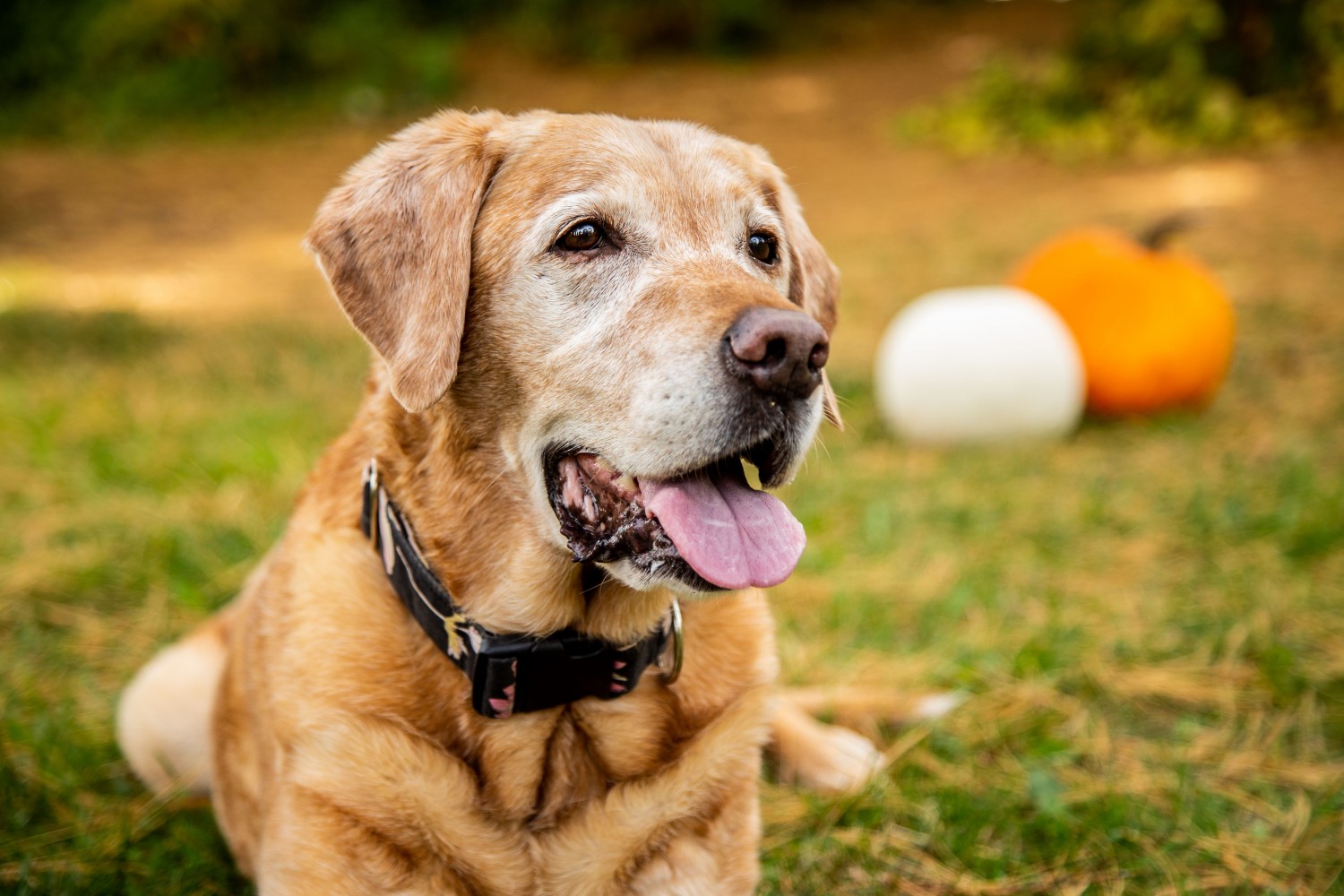 Pumpkin and dog